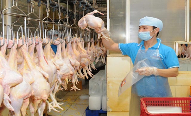 TB Sá» 33/TBDH-VLC ÄÆ N HÃ€NG GIA CÃ”NG Xá»¬ LÃ THá»ŠT GÃ€
