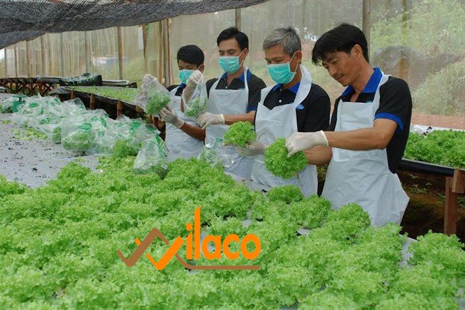 THÃ”NG BÃO Sá»: 07/TBTD-VLC ÄÆ N HÃ€NG NÃ”NG NGHIá»†P (TRá»’NG RAU)