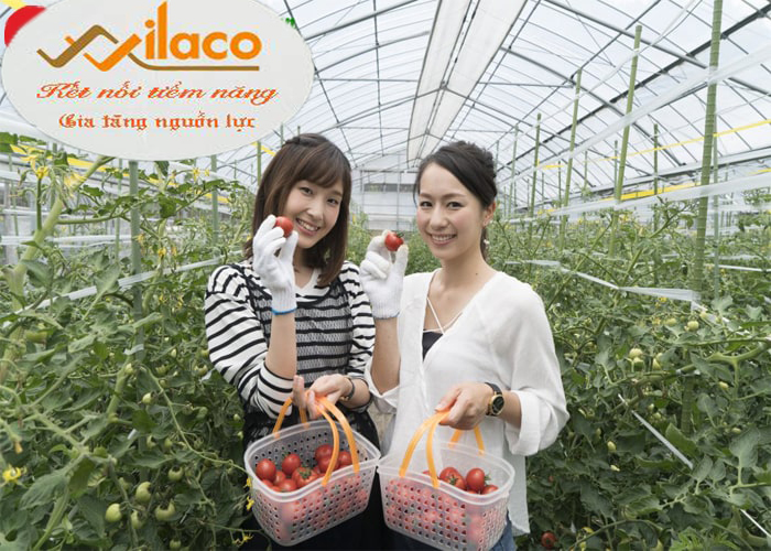 THÃ”NG BÃO ÄÆ N HÃ€NG Sá» 79/TBTD-VLC: ÄÆ N HÃ€NG NÃ”NG NGHIá»†P TRá»’NG, THU HOáº CH CÃ€ CHUA