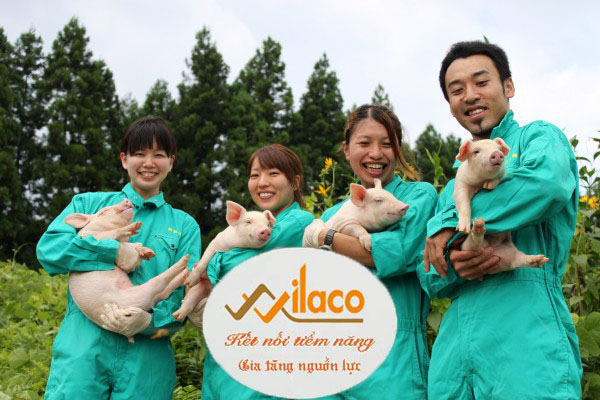 TBÄH Sá» 71/2023/TBTD-VLC: ÄÆ N HÃ€NG NÃ”NG NGHIá»†P CHÄ‚N NUÃ”I ( CHÄ‚N NUÃ”I Lá»¢N)
